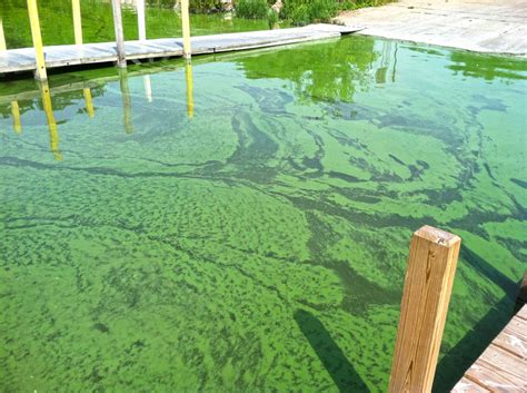 Fishsens Magazine Eutrophication Can Have A Harmful Effect On