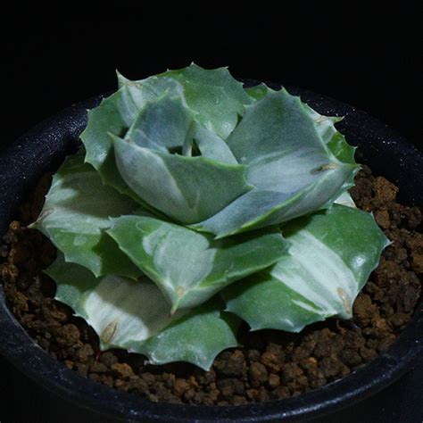 王妃雷神錦 アガベ ポタトラム 3号 10 クリーム 白中斑 Agave potatorum Ouhi Raijin variegata