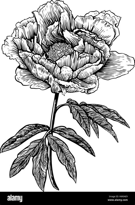 Peony Flower Engraving Drawing Vector Illustration Stock Vector