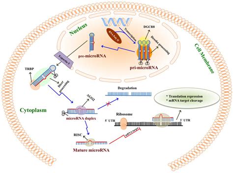 Ijerph Free Full Text Micrornas In Breastmilk And The Lactating