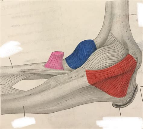 Medial View Of Elbow Joint Diagram Quizlet