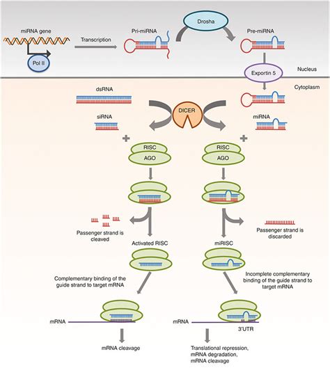 Gene Silencing Mechanisms Of SiRNA And MiRNA SiRNA DsRNA Either