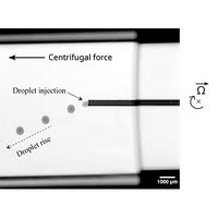 Phys Rev Fluids L Rising Droplets In A Centrifugal