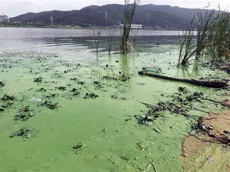 환경부 낙동강 유역에 녹조제거 선박 대거 투입여름철 녹조 관리 고삐 네이트 뉴스