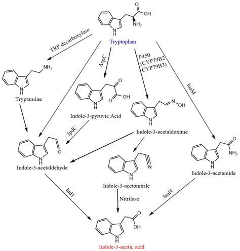 Frontiers Expanding The Application Of Tryptophan Industrial