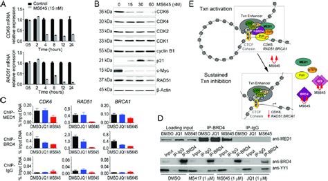 Control Of Tnbc Cell Proliferation By Bivalent Bet Inhibitors A