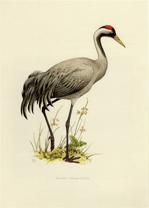 CRANE PRINT Vintage Lithograph From 1958 Bird Prints Lithograph