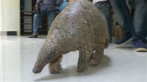 Stf Rescues Pangolin From Smuggler In Odisha