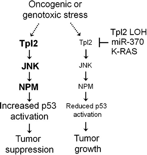 Proposed Model Of The Tumor Suppressive Effects Of Tpl In The Lung On