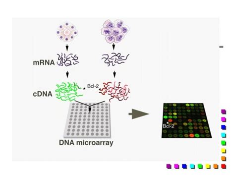 Dna Chips And Microarrays