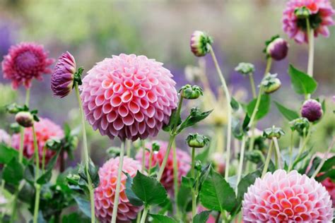 Tipos De Plantas En M Xico Tiposde