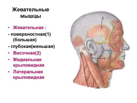Мышцы головы. Лекция № 8 - презентация онлайн