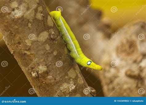 Close Up Of Green Caterpillars On Natural Trees Stock Photo Image Of