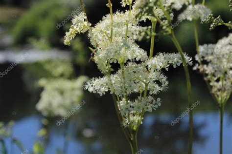 Wi Z Wka B Otna Filipendula Ulmaria