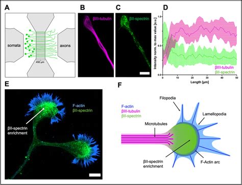 Distribution of βII spectrin and βIII tubulin along the axon and the