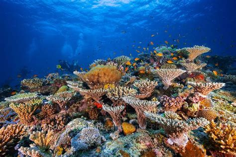 Photo sous marine photographe sous marin Récif Mahorais Coral