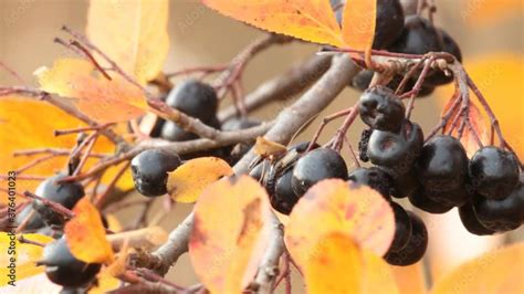 Black Chokeberry Aronica Melanocarpa Bushes Grow On Shore Of Lake And