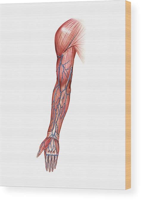 Venous System Of The Upper Limb Wood Print By Asklepios Medical