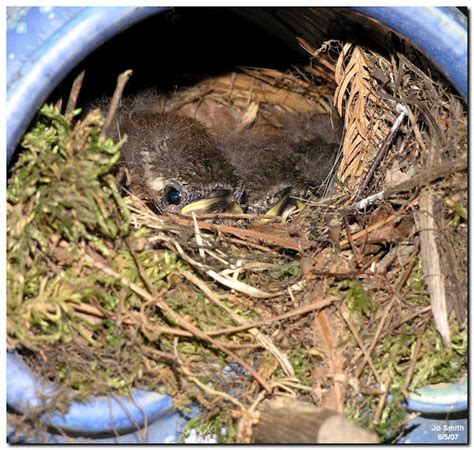 Nature in the Ozarks: Carolina Wren - Nesting