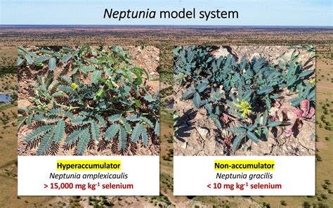 Secrets of elenium hyperaccumulator plants - WUR