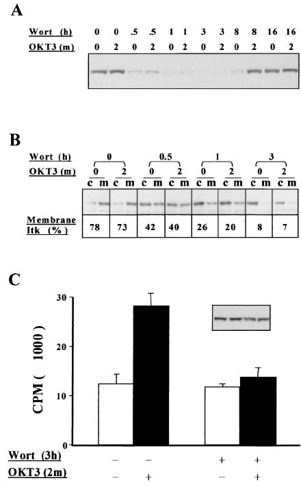 Effects Of Wortmannin On Akt Phosphorylation And Membrane Dis