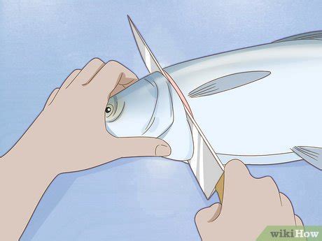 How To Fillet A Fish Steps With Pictures Wikihow