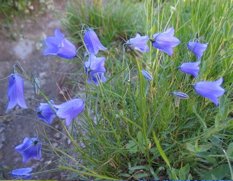 Harebell Scottish Wild Bluebell Campanula Rotundifolia Seeds