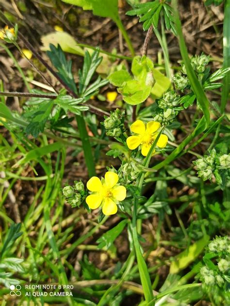 Польові квіти трави | Garden, Plants