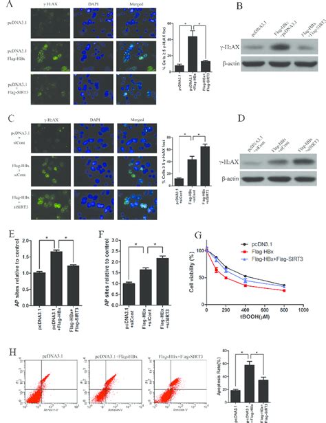 Sirt Increases Resistance Of Hbx Overexpressing Cell To Oxidant