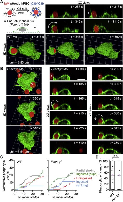 Complement Receptor 3 Mediates Both Sinking Phagocytosis And Phagocytic