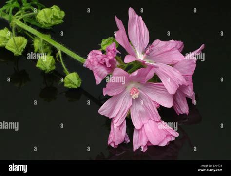 Planta De Malva Almizclera Fotograf As E Im Genes De Alta Resoluci N