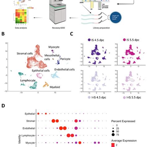 Single Cell Rna Sequencing Scrna Seq Of Pregnant Mice Uteruses At 45