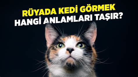 R Yada Gri Kedi G Rmek Ne Anlama Gelir