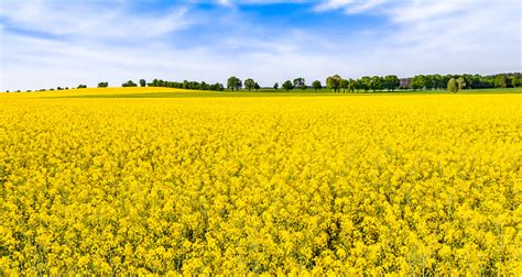 Canola Field Pictures | Download Free Images on Unsplash