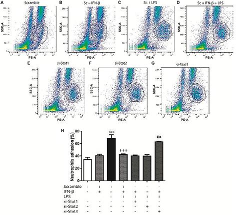 Frontiers IFN β Plays Both Pro and Anti inflammatory Roles in the