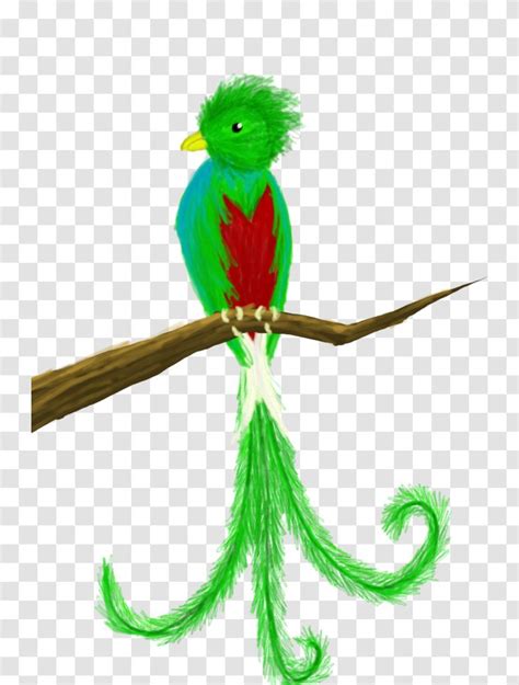 Guatemala Bird Quetzal Drawing Clip Art - Organism - Cute Cliparts ...