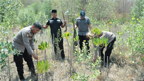 Cegah Terjadinya Abrasi Dan Banjir Ratusan Pohon Mangrove Ditanam Di