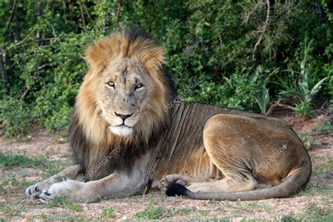 Big Male Lion — Stock Photo © Fouroaks 6047647