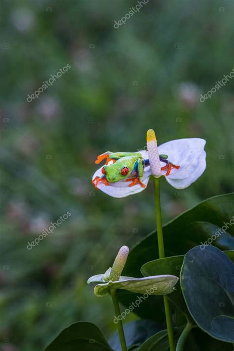 Rana Arbor Cola De Ojos Rojos Agalychnis Callidryas Sentada En El