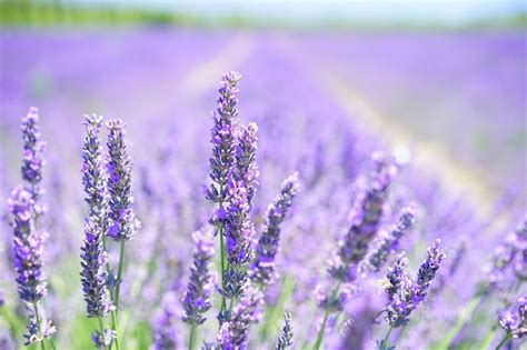 Lavanda Una Planta Silvestre Con Grandes Propiedades Medicinales