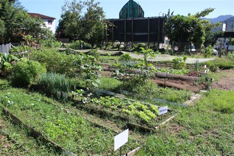 Hortas Comunit Rias Sustent Veis E Agregadoras Sociais