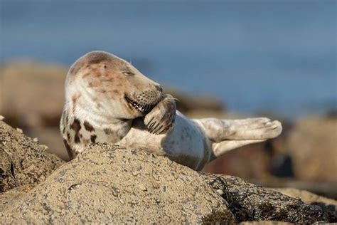 转载bbc新闻 2021年搞笑野生动物摄影奖comedy Wildlife Photography Awards 知乎