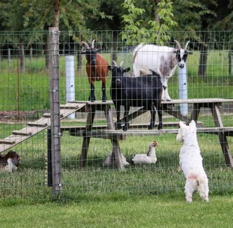 Cheap Fencing for Pigs to Keep Your Hogs Where You Want Them