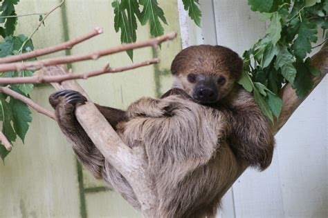 Linne's Two-toed Sloth - ZooChat