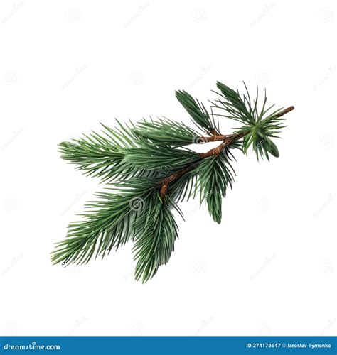 Spruce branch. Green fir stock image. Illustration of plant - 274178647