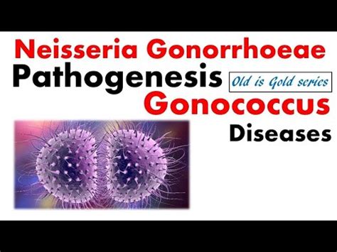 Neisseria Gonorrhoeae Microbiology Pathogenesis Infection Lab