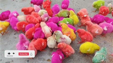 World Colourful Chicks 🐣🐥🐤beautiful Colourful Chicks🐓🐔 Imrankhanpets