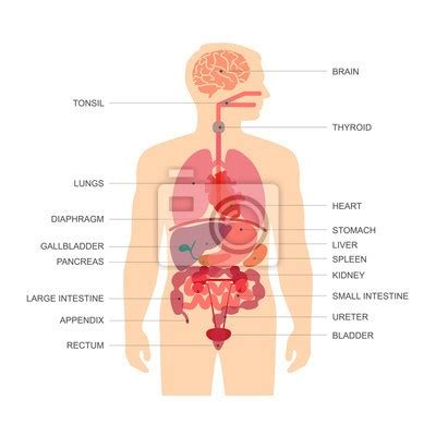 Anatomia Cz Owieka Assessment