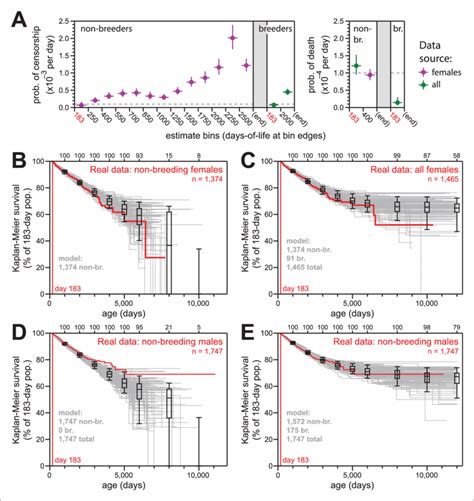 Simulations Of Naked Mole Rat Survival Run Assuming Constant Mortality