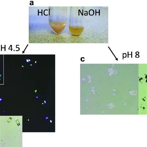 The Effect Of PH On Uric Acid Crystallization One Drop Of 1 N HCl